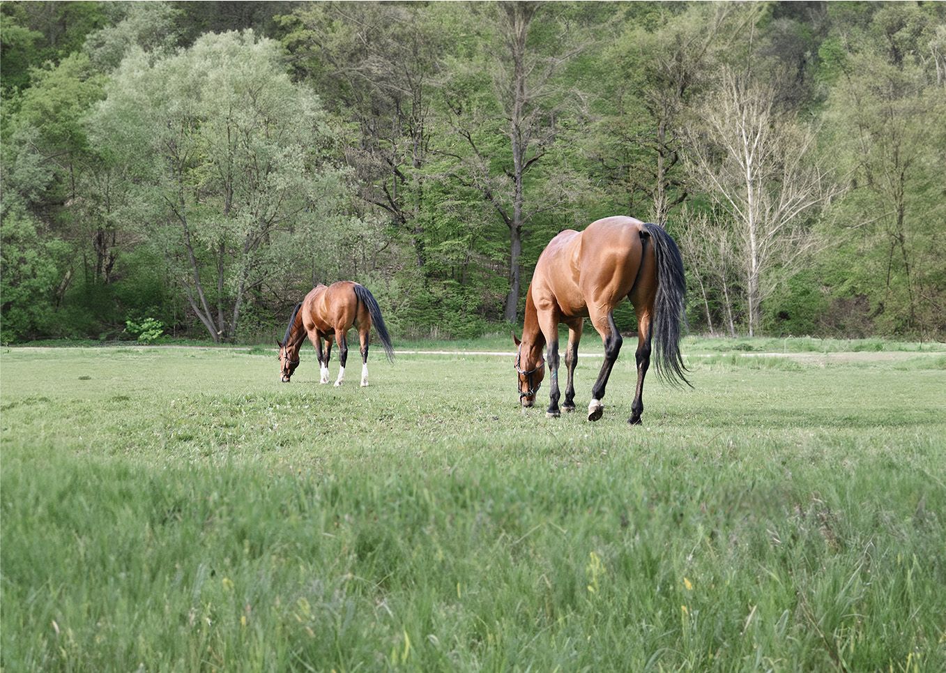 Alimentazione ideale del cavallo