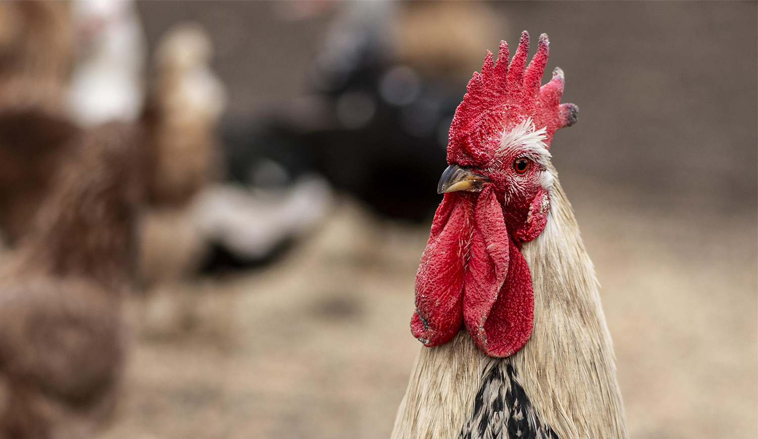 Mangimi per animali da fattoria e allevanto