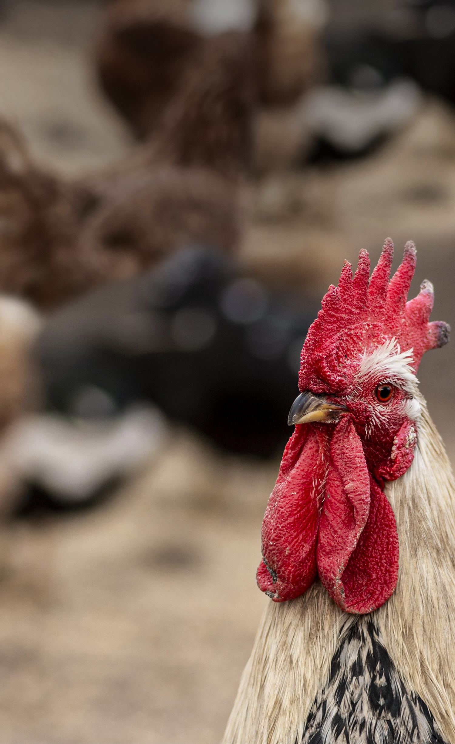Mangimi per animali da fattoria e allevanto