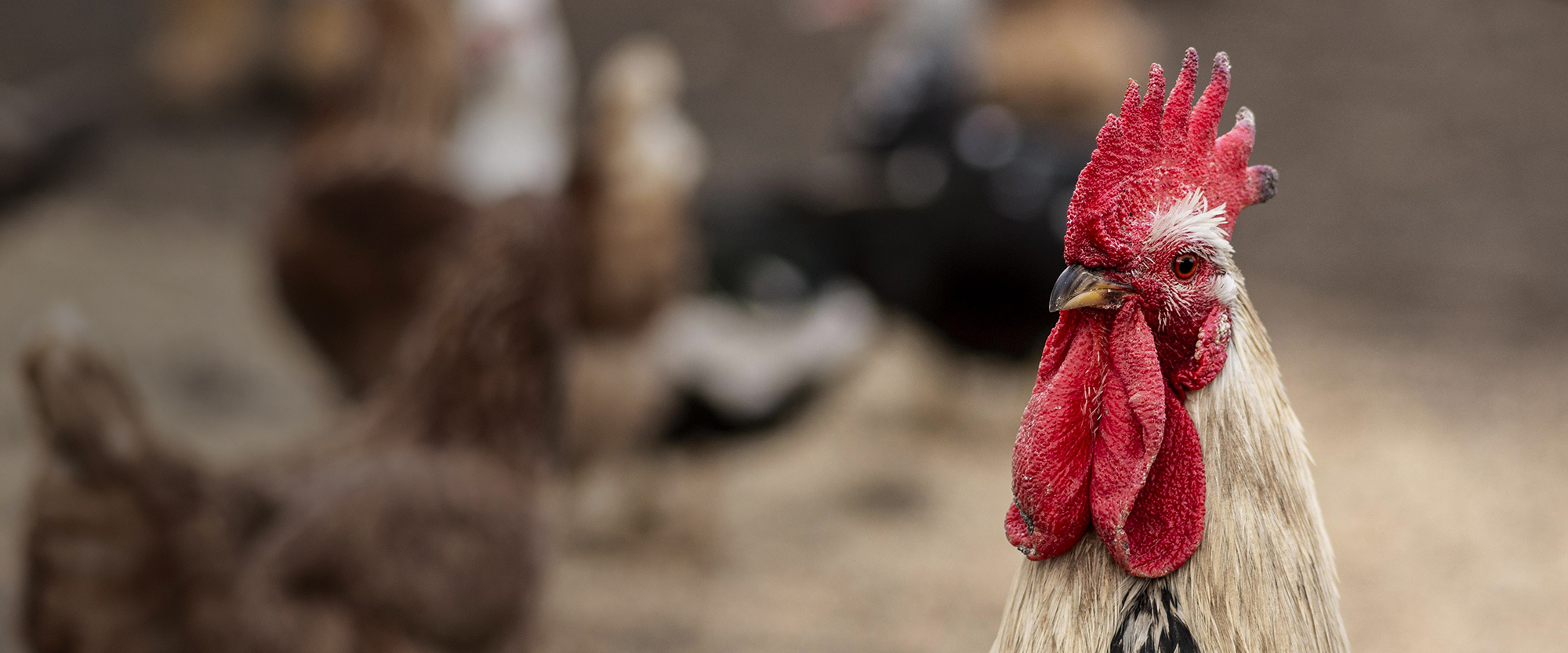 Mangimi per animali da fattoria e allevanto